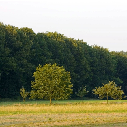 Beautiful Nature